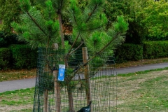 Makesworth-Trees-8