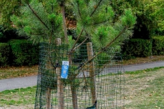 Trees-for-streets-sponsored2-1